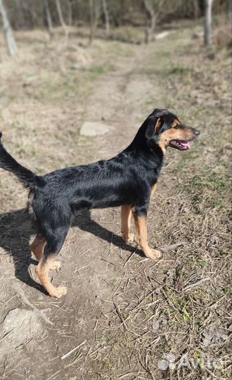 Красивый мальчик, некрупный метис