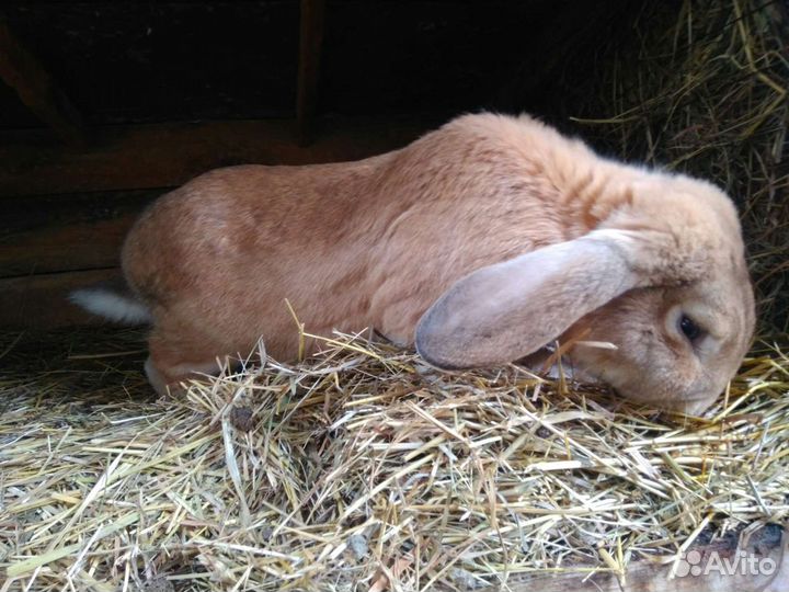 Продаются крупные крольчата различных пород