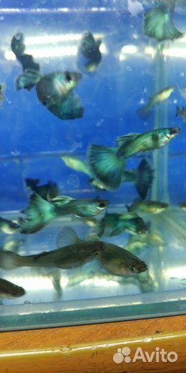 Гуппи синий