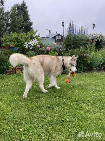 Сибирский хаски мальчик бесплатно