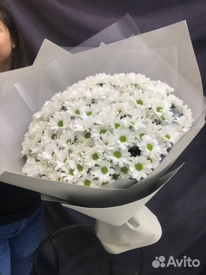 Хризантема белая ромашка