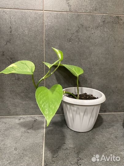 Сциндапсус или Эпипремнум золотистый вариегатный