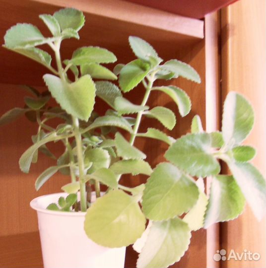 Мята комнатная (можно в чай)