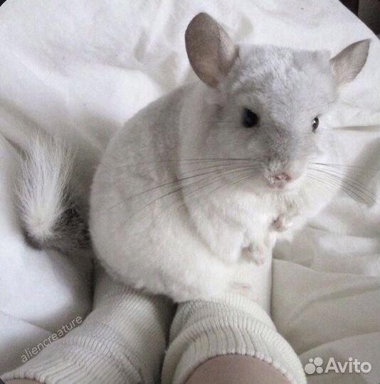 Шиншиллы светлых окрасов в питомнике подмосковье