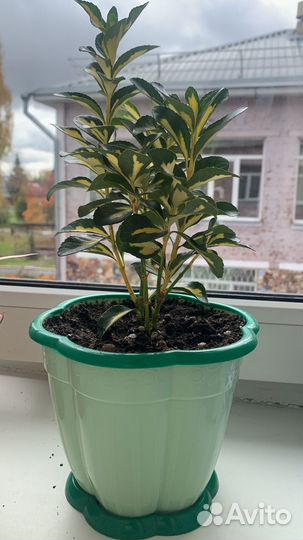 Спатифиллум мини/бересклет /традесканция пинк