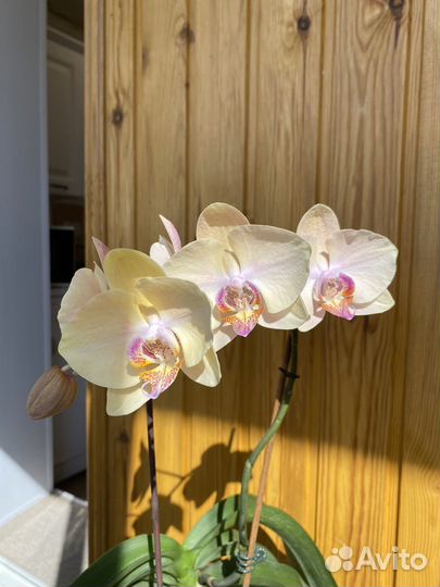 Орхидея фаленопсис