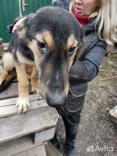 Спасён с чёрного приюта