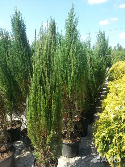 Продажа саженцев: Сосна,Ель,Липа,Туя и др