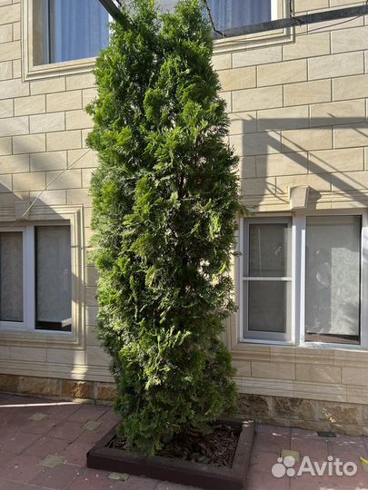Туя 5 штук