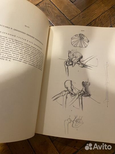 Анатомия для художников