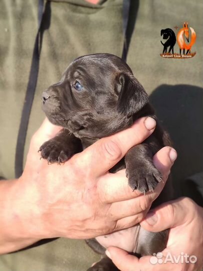 Паттердейл терьер