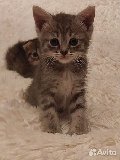 Трое котят ищут дом