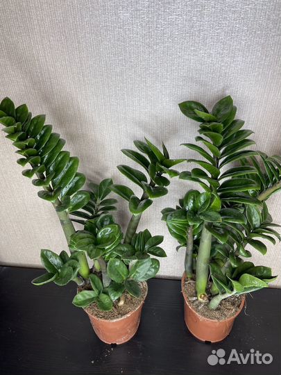 Замиокулькас зензи комнатные цветы