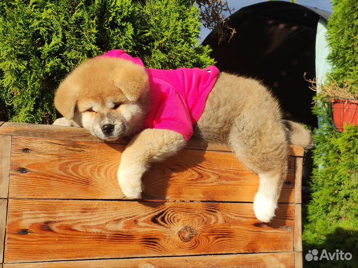 Плюшевая Акита ину