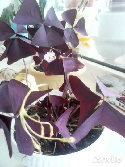 Комнатные цветы