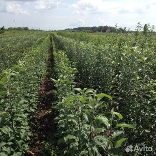 Саратовский питомник растений Саратовские Сады
