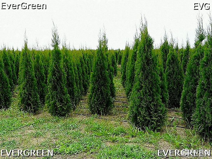 Туи смарагд