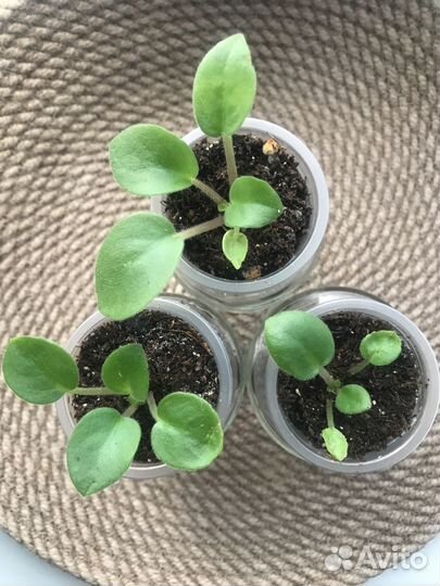 Фиалки (мини,полумини,трейлер,стандарт)