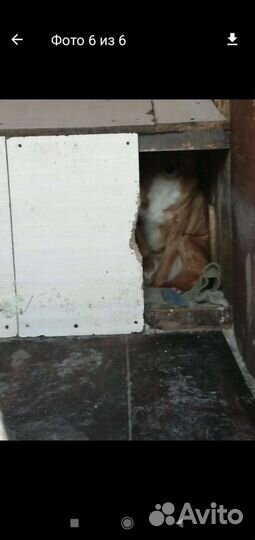 Собака ищет дом