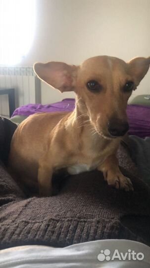 Такса бесплатно