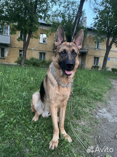 Отдам в добрые руки