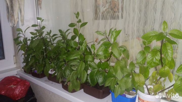 Джинура -растение от повышенного сахара в крови