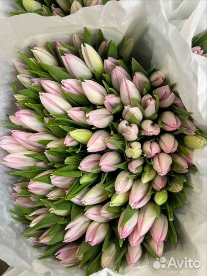 Тюльпаны на 8 марта букет