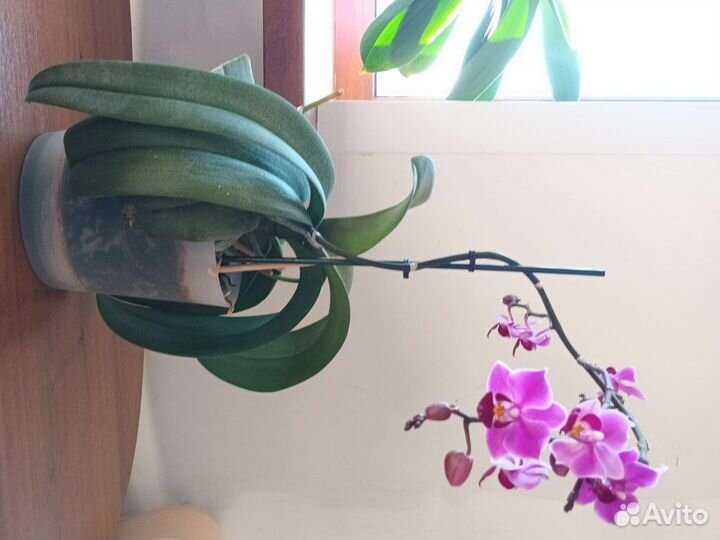 Орхидея доритенопсис