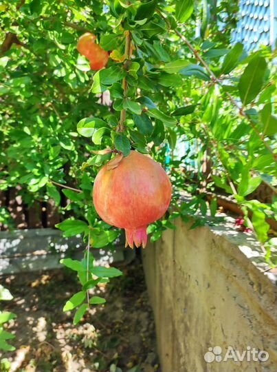 Саженцы узбекского граната в контейнере