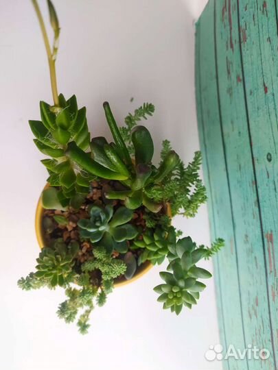 Флорариум из суккулентов