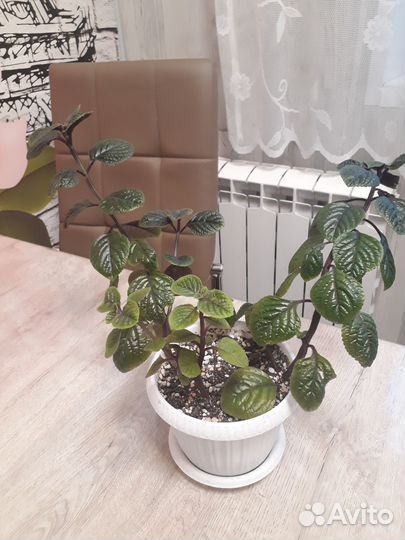 Плектрантус