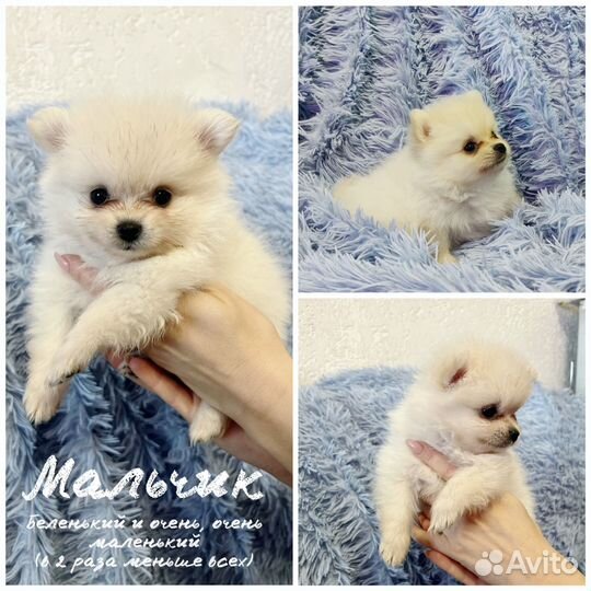 Малый немецкий шпиц щенки