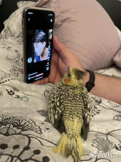 Попугай корелла