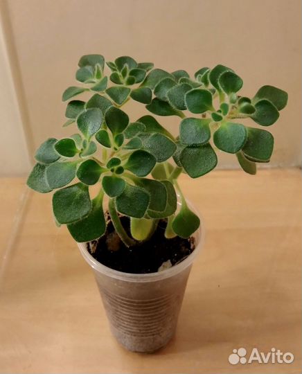 Аихризон - дерево любви