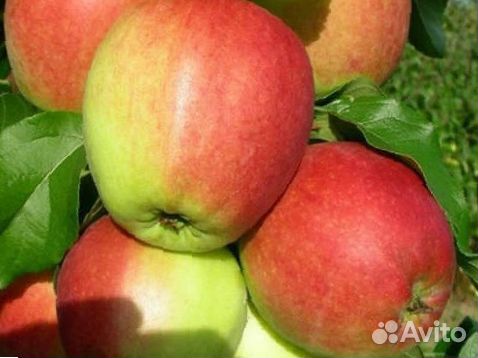 Яблоня Ревена