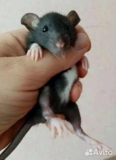 Декоративные крысята Дамбо