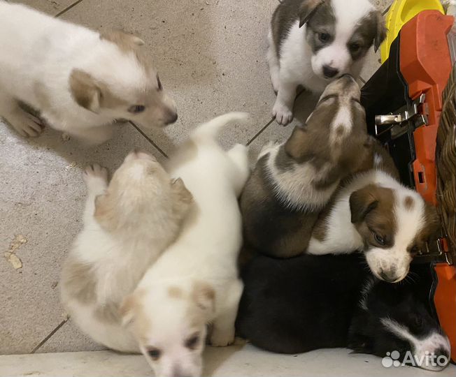 Собаки (кобели, мальчики) в добрые руки