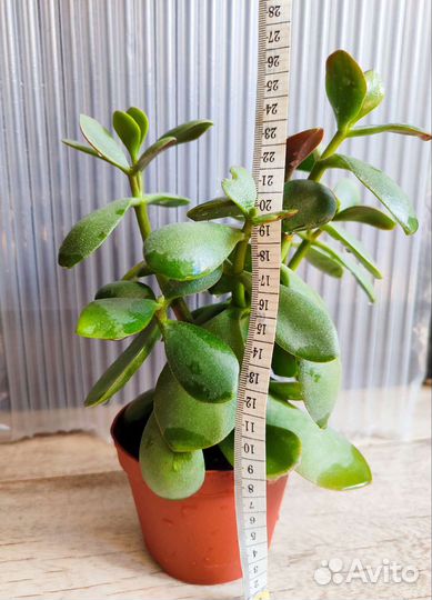 Красула толстянка. Денежное дерево