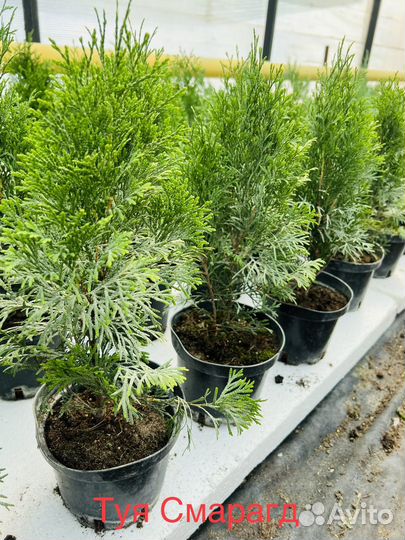 Туя смарагд