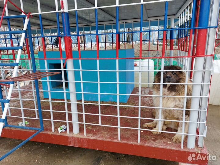 Вальеры для сторожевых собак