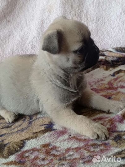 Щенки мопса