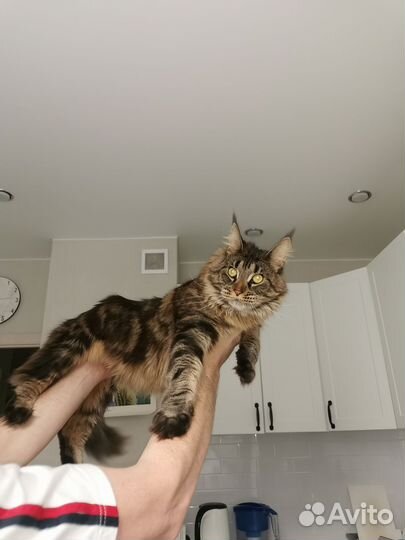 Отдам в добрые руки кошку