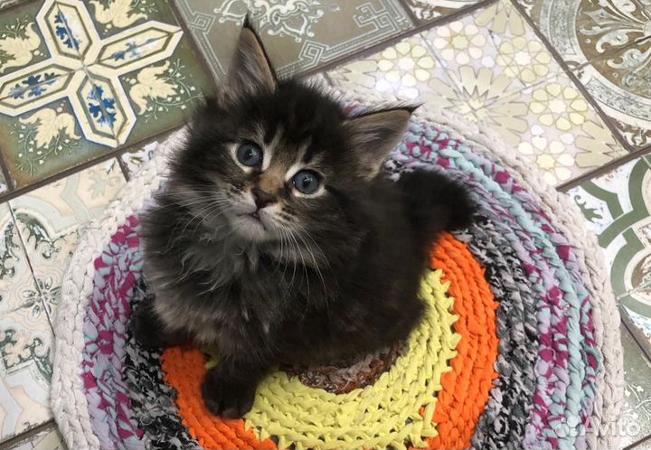 Кошки курильский бобтейл