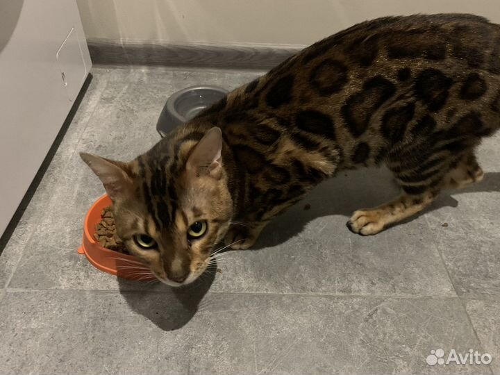 Бенгальская