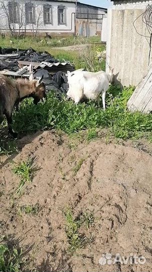Коза дойная молочная