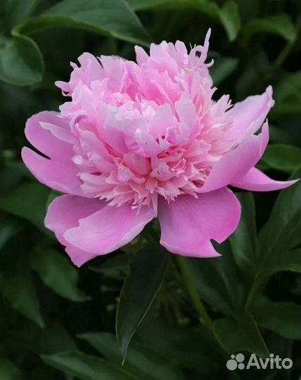 Пионы зкс, лилейник