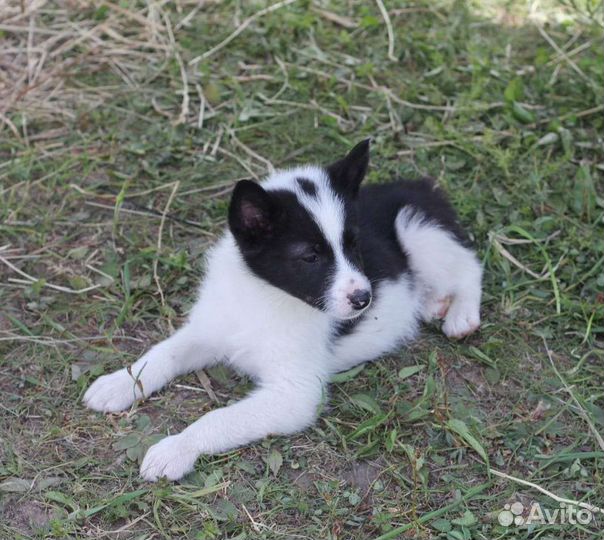 Щенок Русско-европейской лайки рел