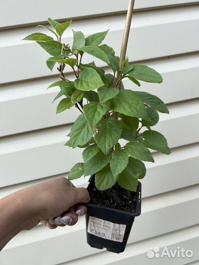 Лимонник китайский