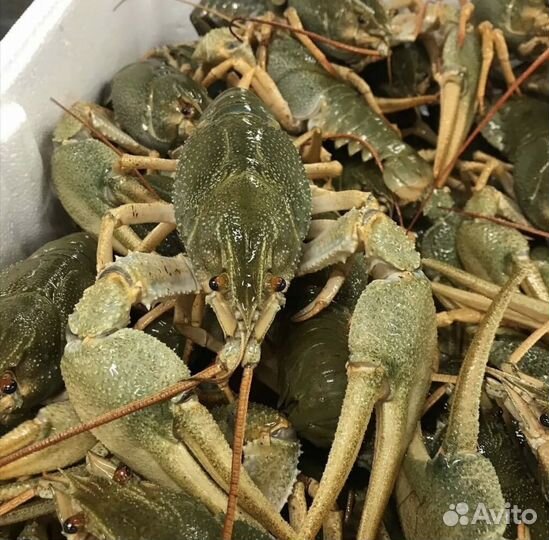 Живые и варёные раки