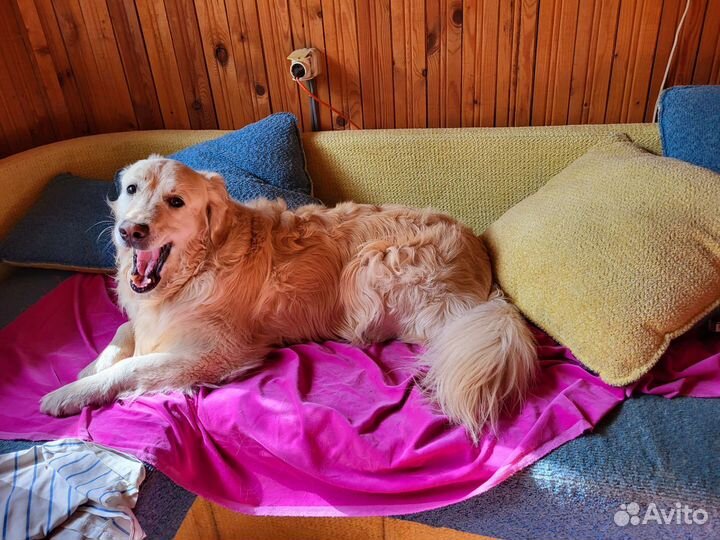 Передержка собак